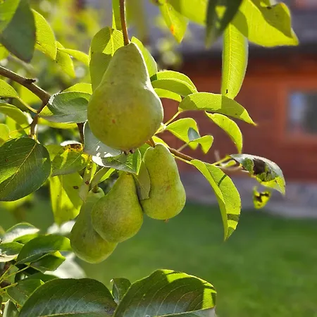 Vo Dvore Osturňa